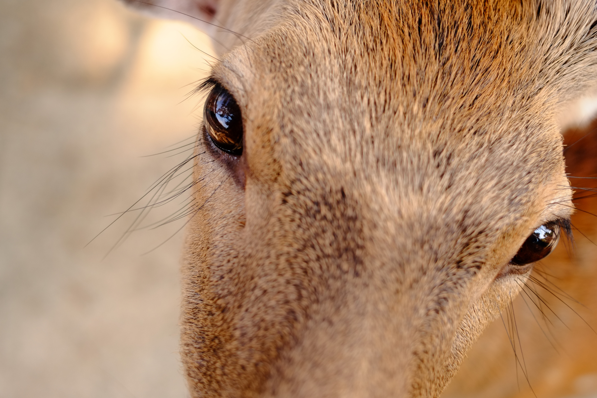 Close-up of a curious Nara deer