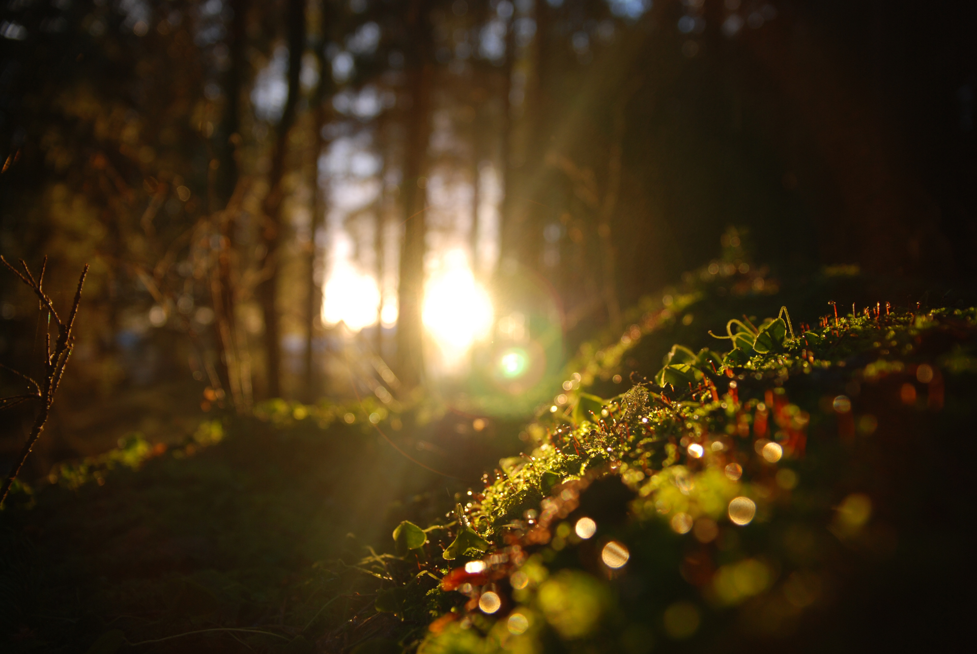 Sunset through the woods